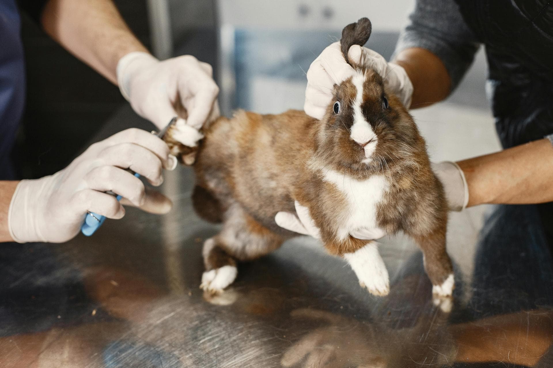 Specialist Vets in Metairie