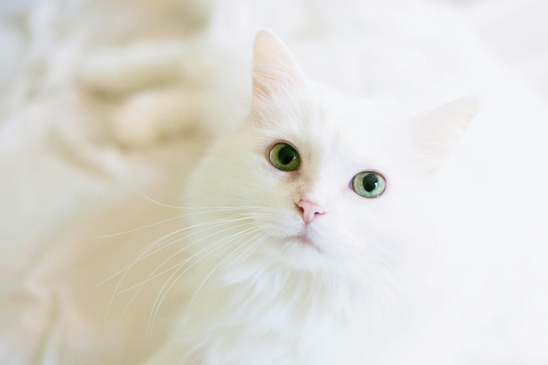 Dog & Cat Vets in Metairie
